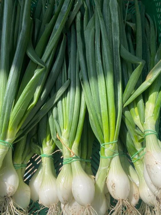 oignons blancs frais botte