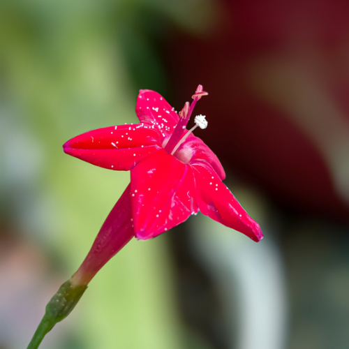 IPOMÉE LIANE DU PARADIS Bio