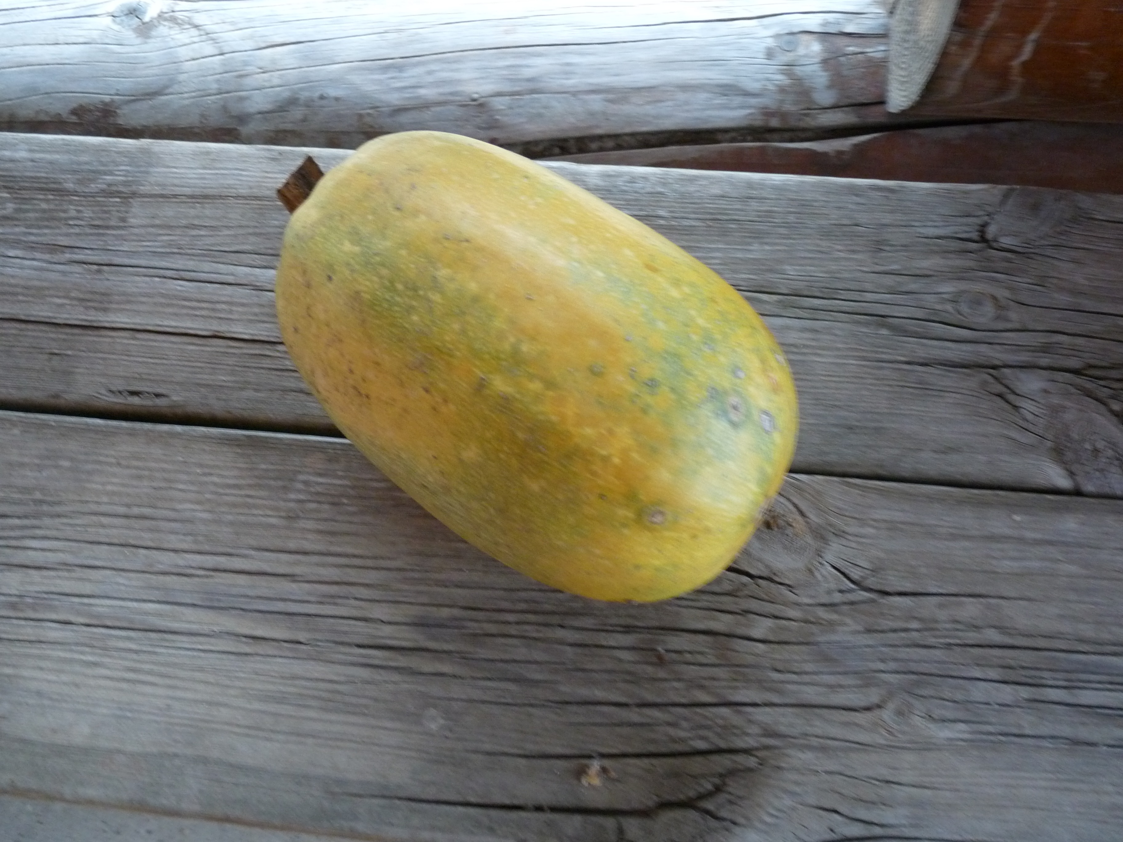 Courges spaghetti - 1500g