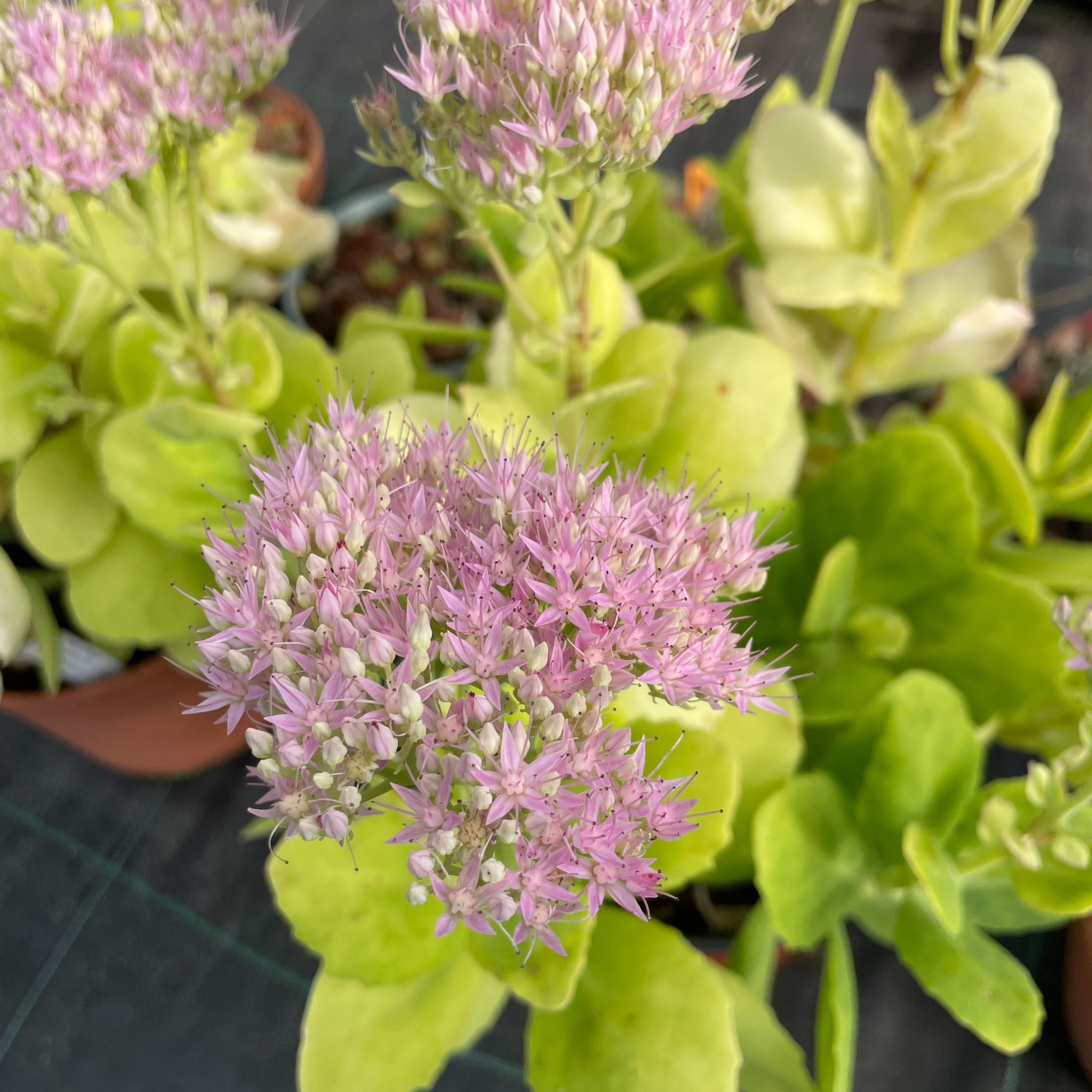 Sedum ‘Rosenteller’