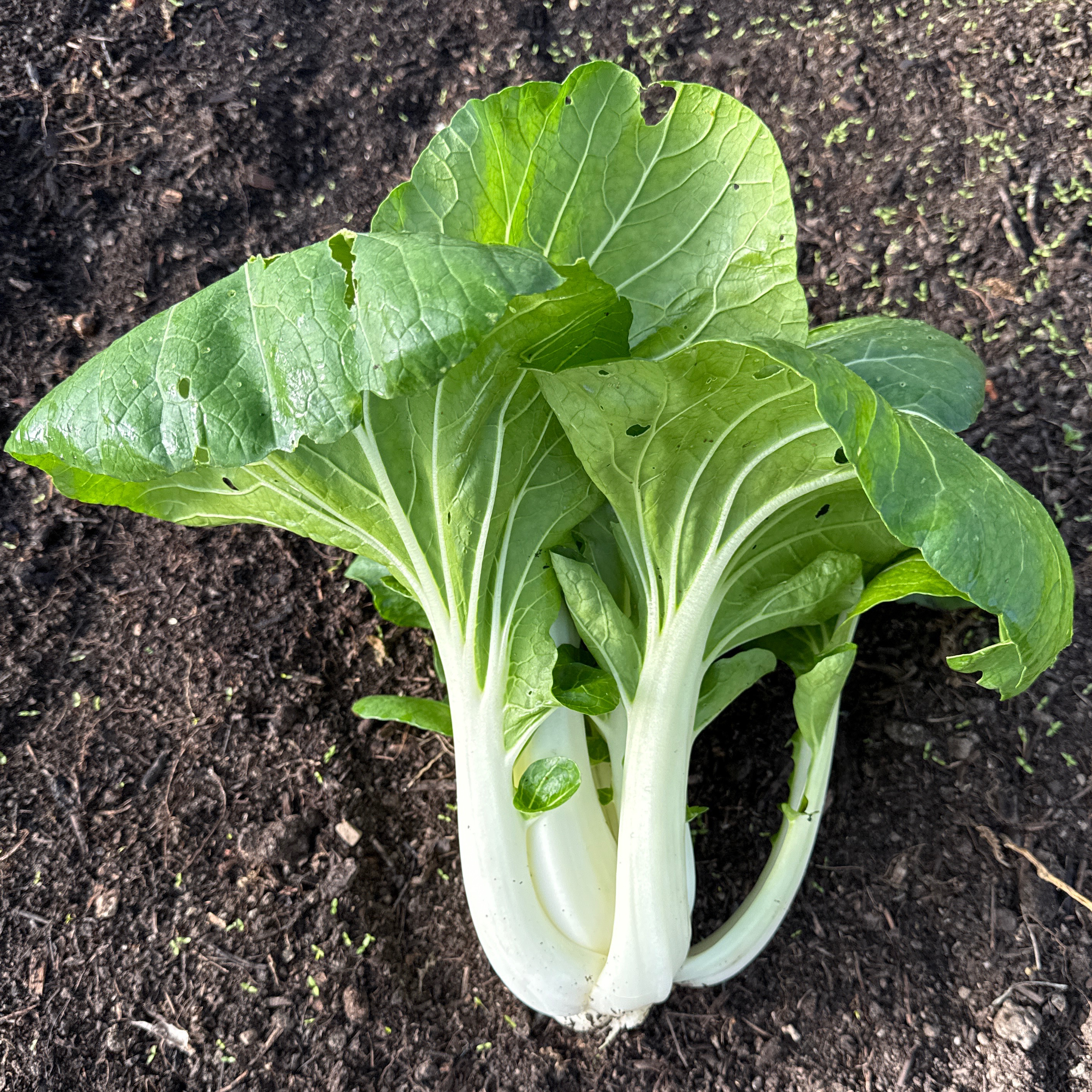 Chou chinois pakchoï