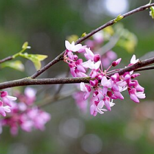 Gainier du Canada - pot 2,5L