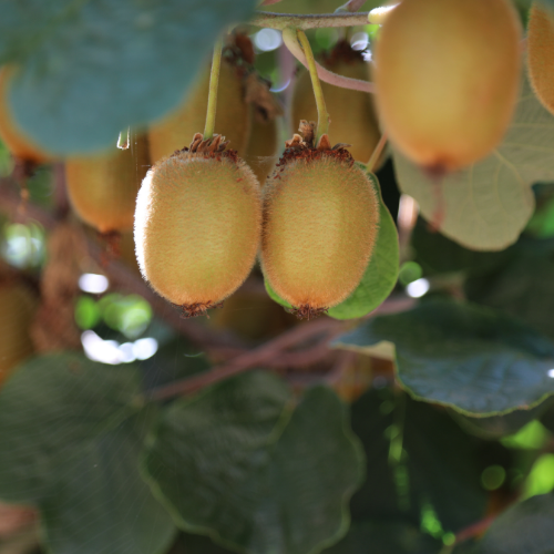 ACTINIDIA FEMELLE BRUNO - KIWI Bio