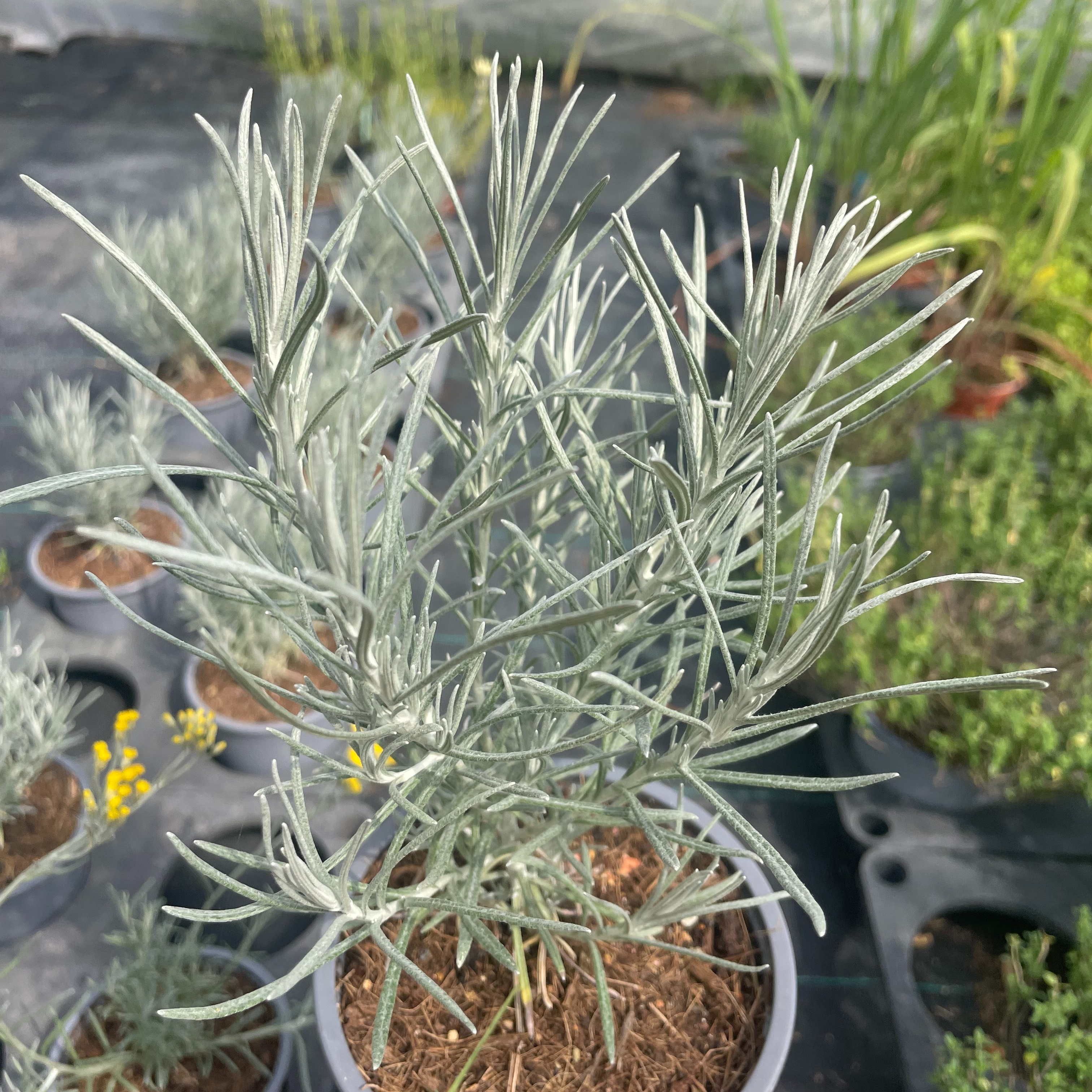 Helichrysum italicum