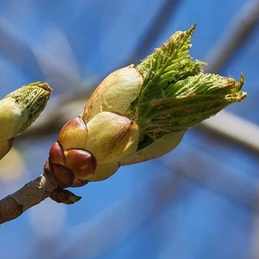 Extrait de bourgeons de châtaignier - 50ml