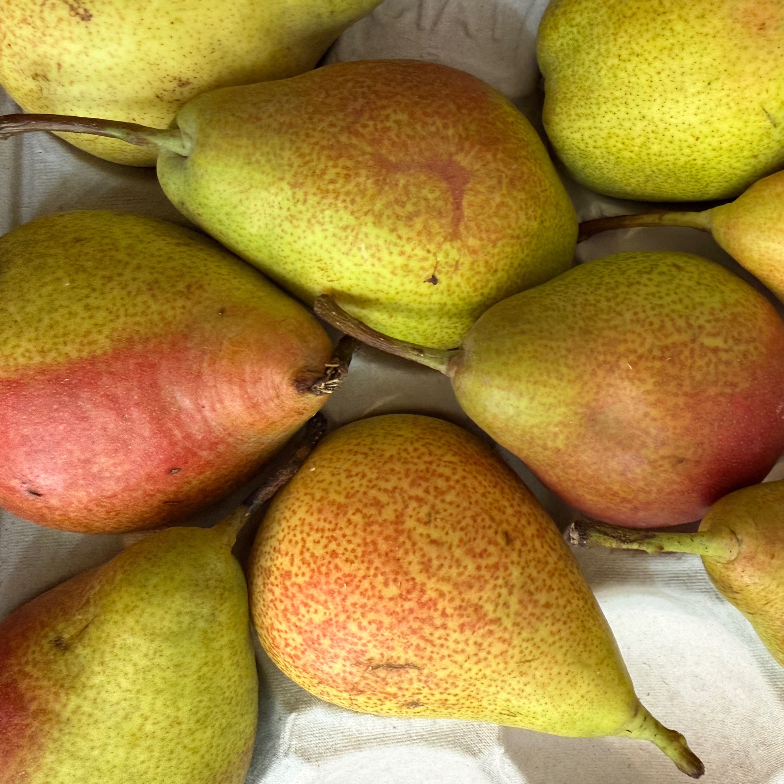 Poire Célina