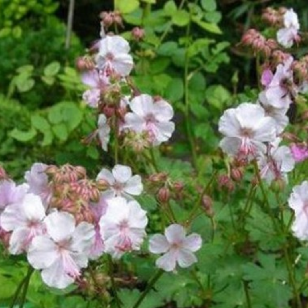 Geranium cantabrigiense ‘Biokovo’