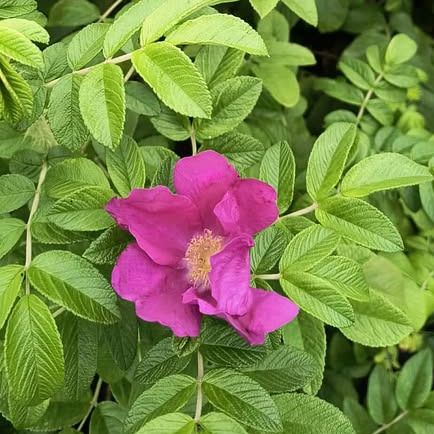 Rosier rugeux - Rosa rugosa - Rose