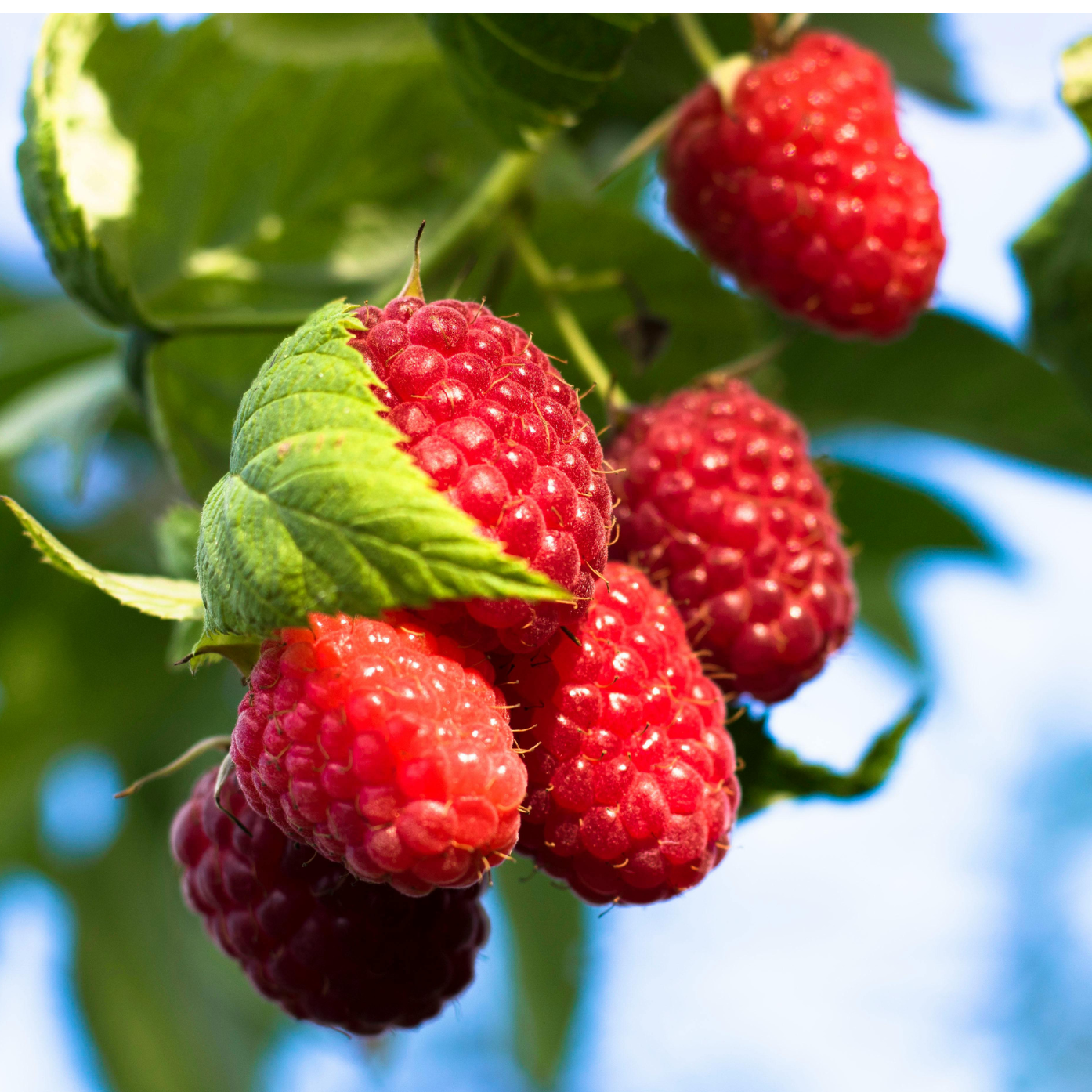 Framboisier Zeva - 1,5l