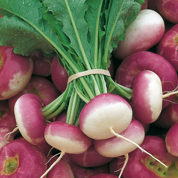 Navets botte (pièce)