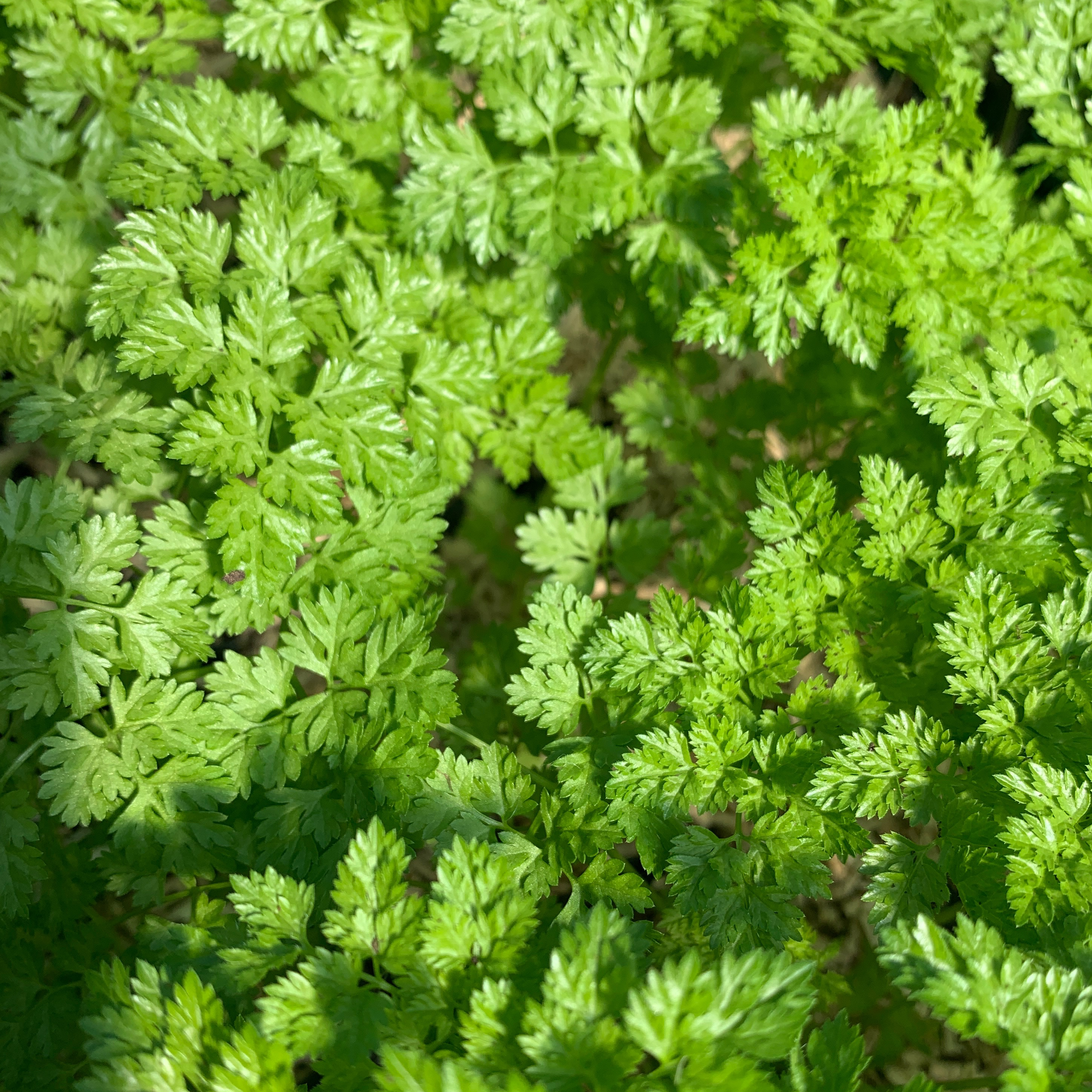 Cerfeuil commun - gdt 9