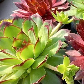 Joubarbes variées en pot 10,5 cm