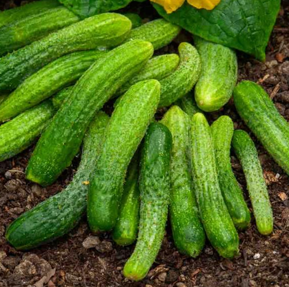 cornichons - 100g