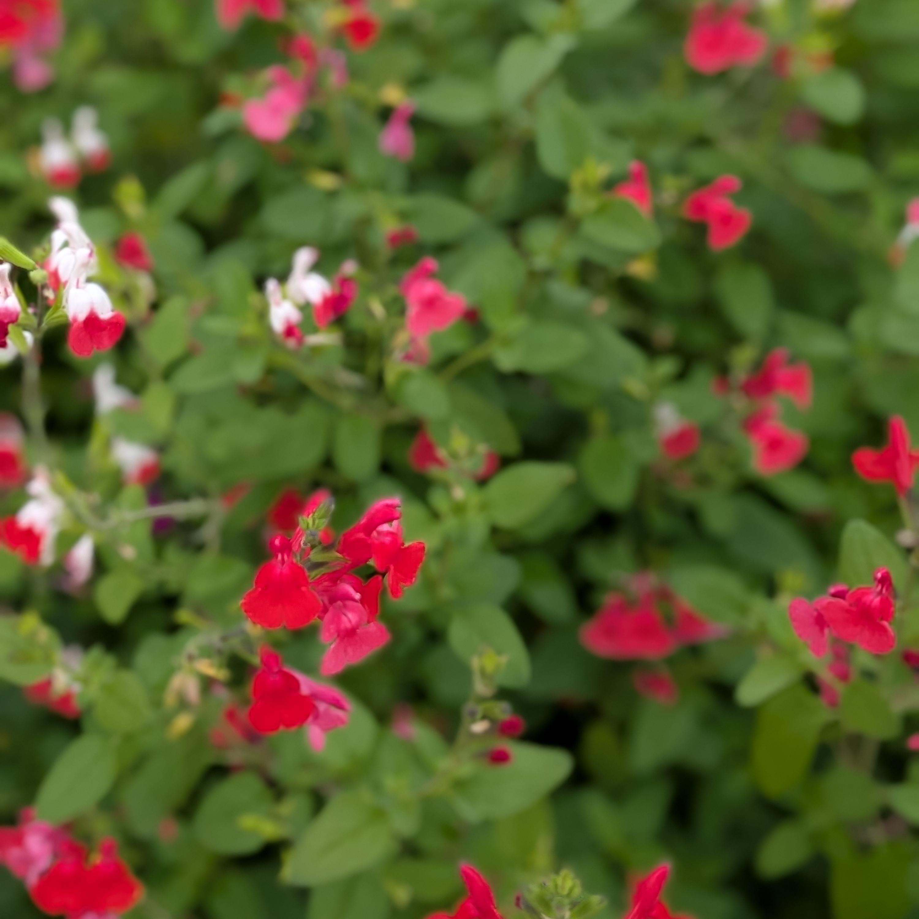 Fleurs de Sauge