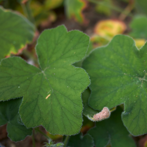 GÉRANIUM MENTHE Bio
