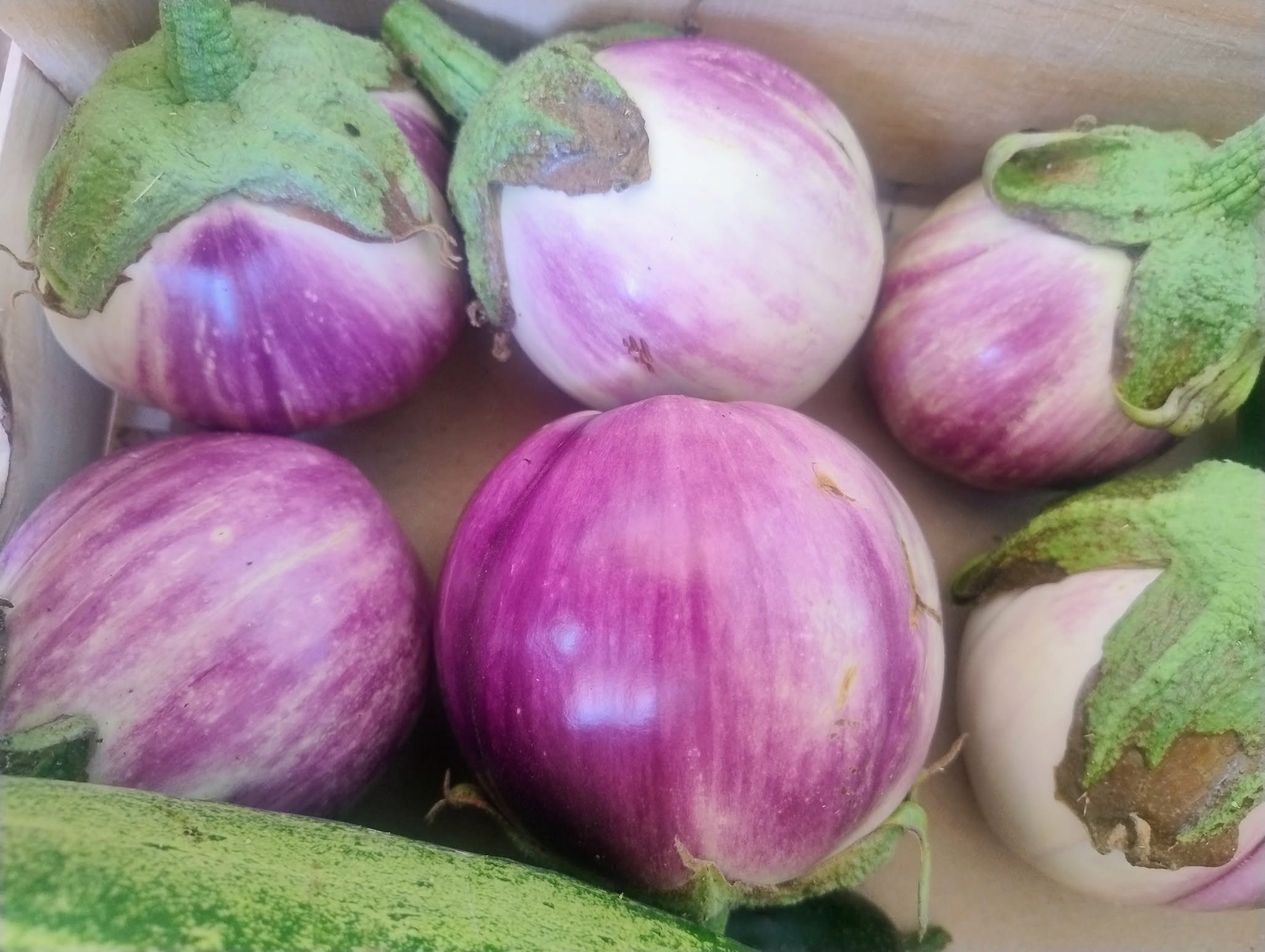 AUBERGINE ROSA BIANCA