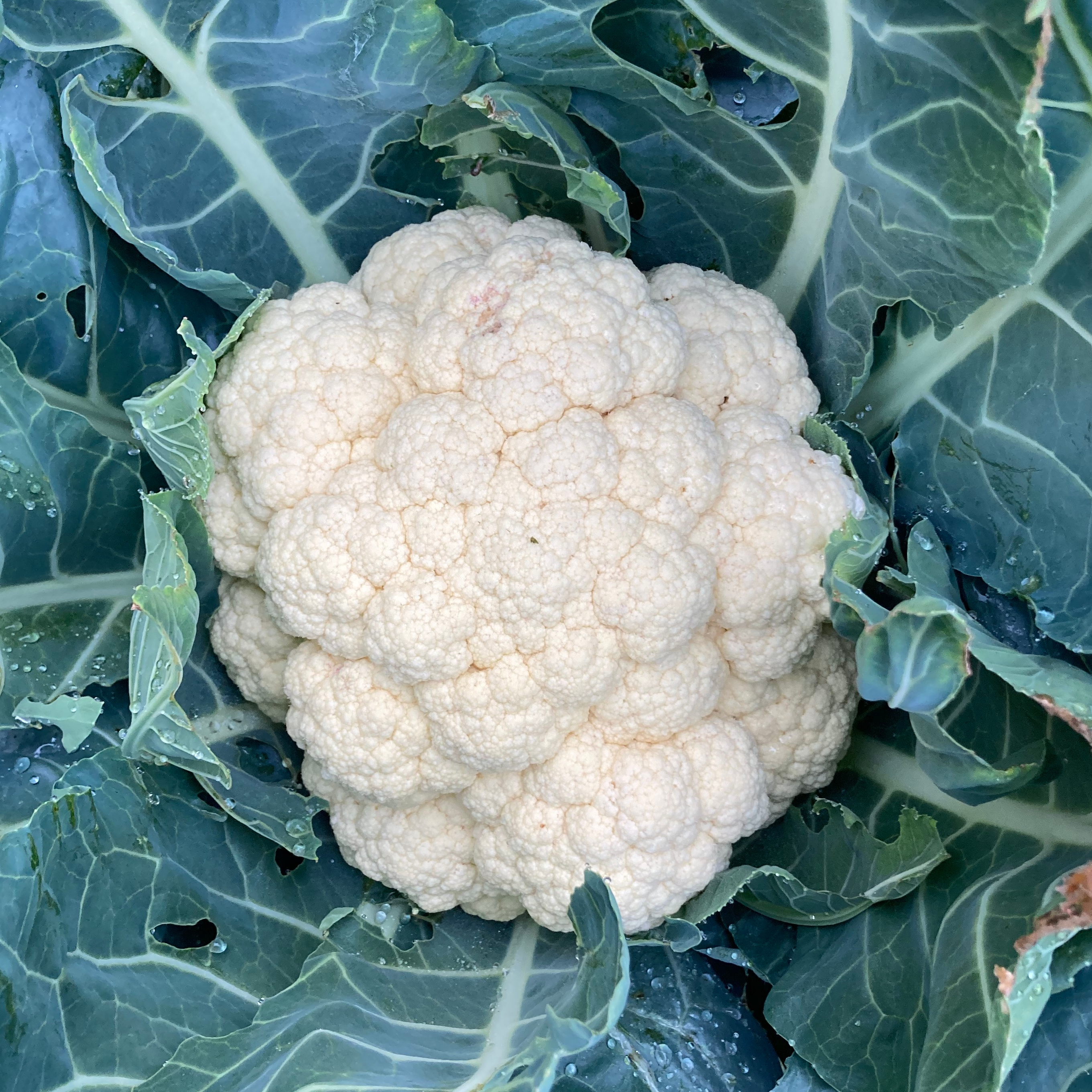 Choux Fleur