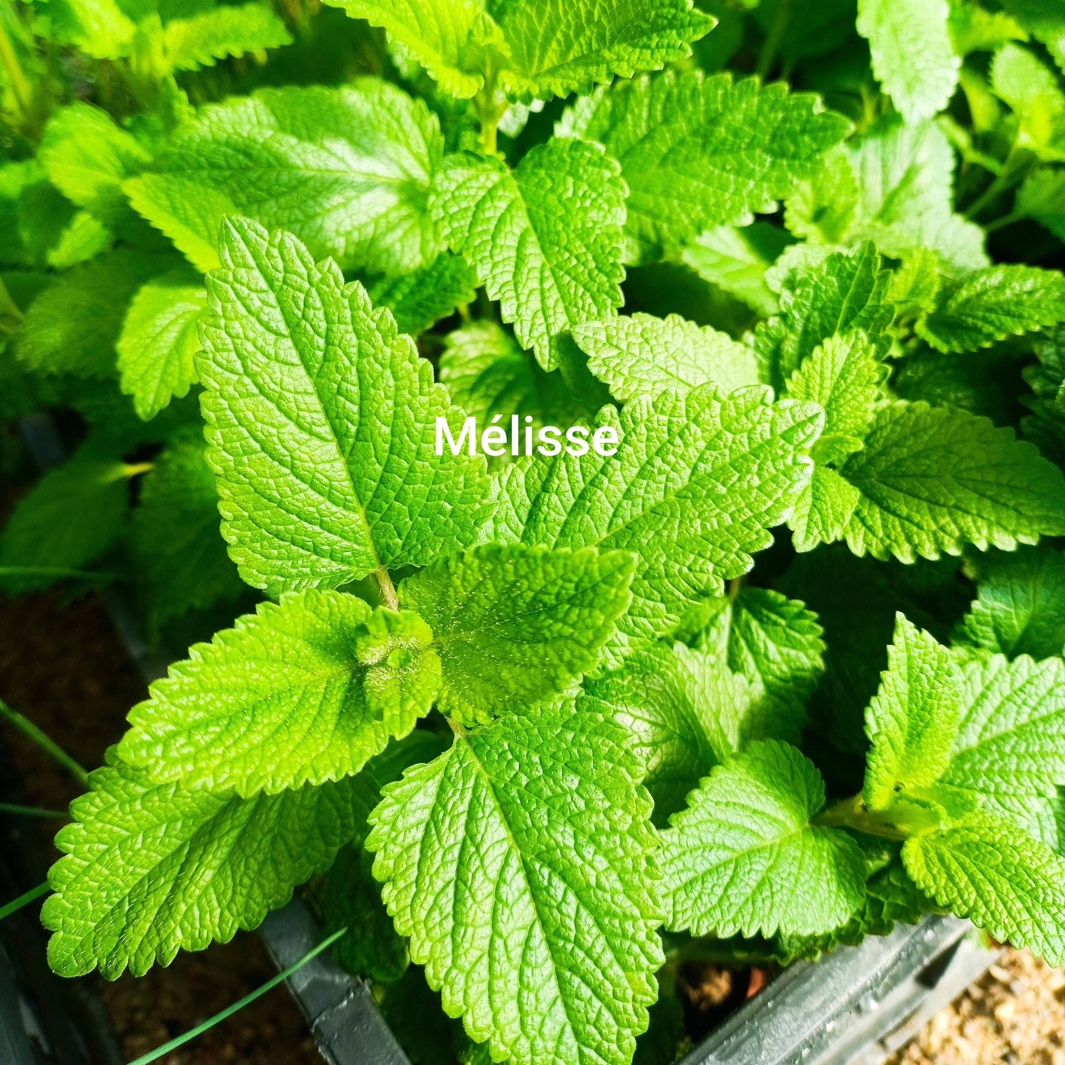 Plant aromatique - mélisse