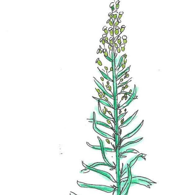 Vergerette du Canada - 30ml