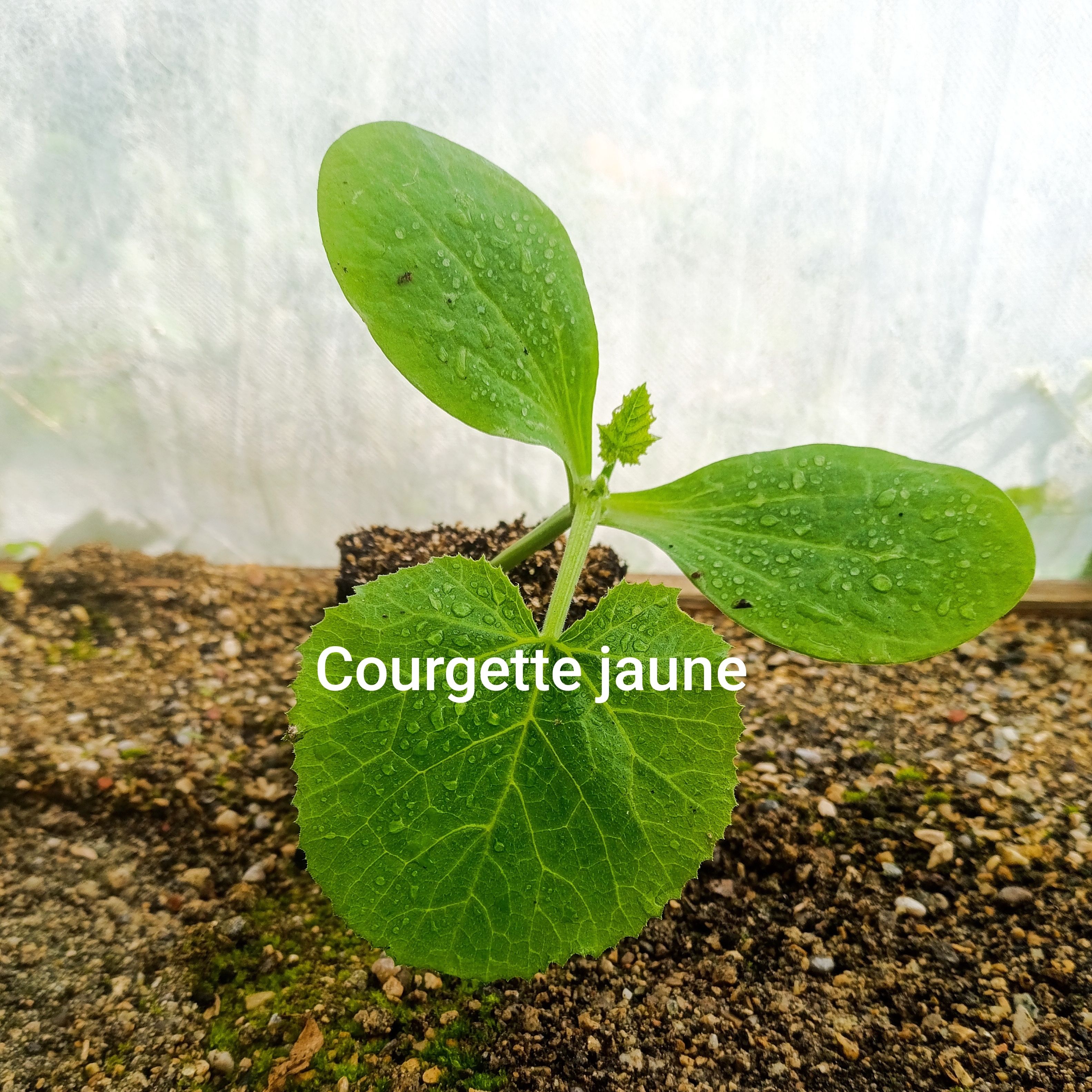 Plant légume - courgette jaune