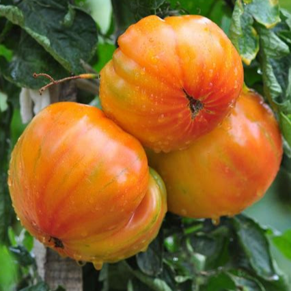 Plant - Tomate ananas