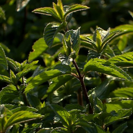 MENTHE POIVREE
