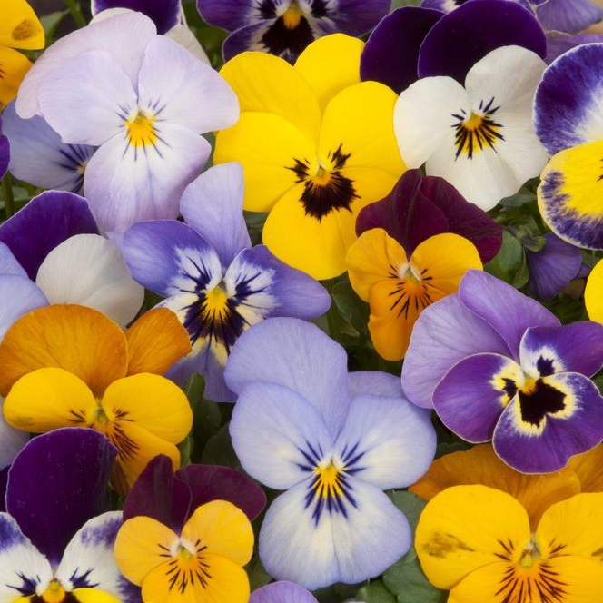 Pensée mix couleurs