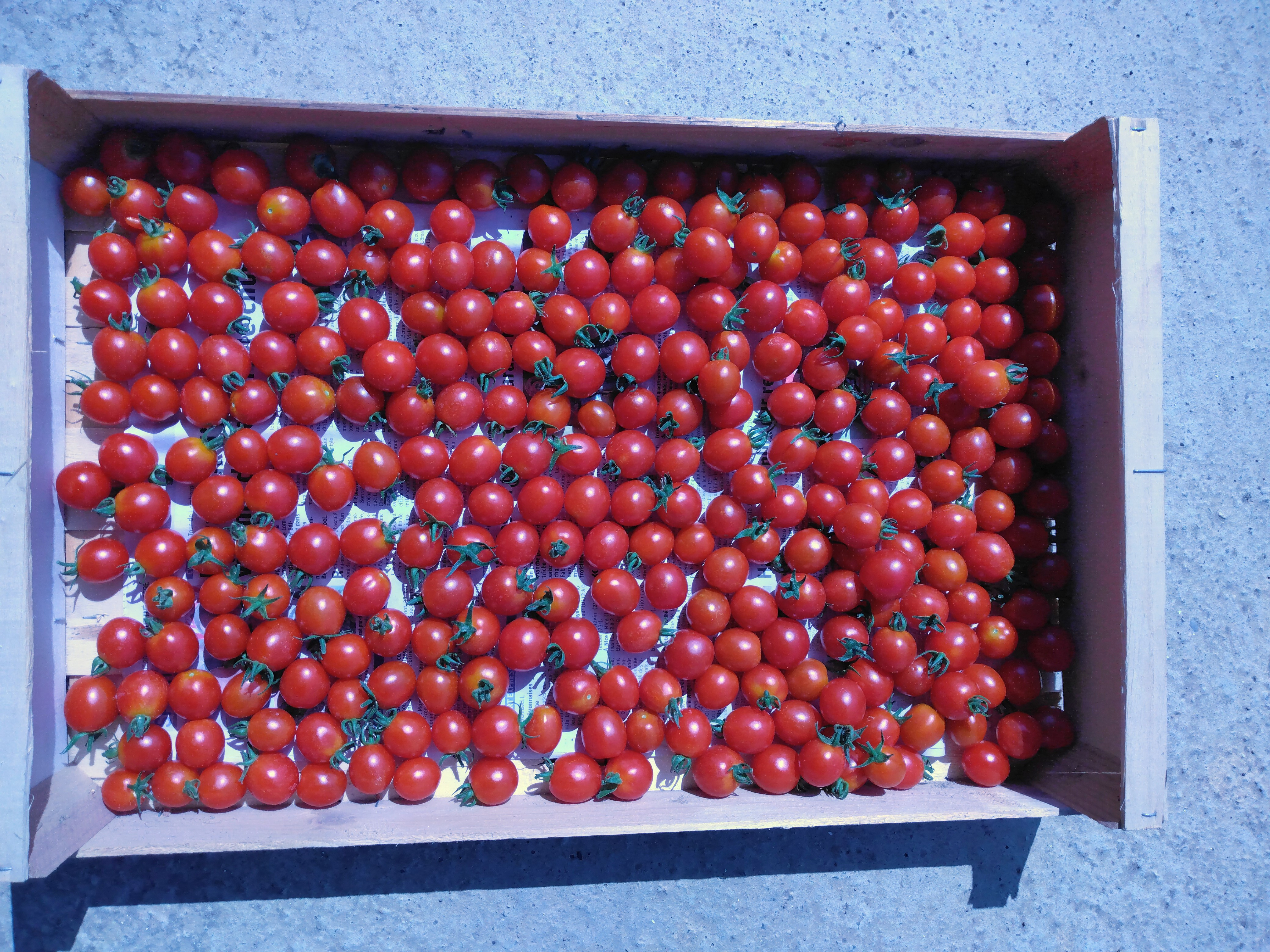 Tomates cerises