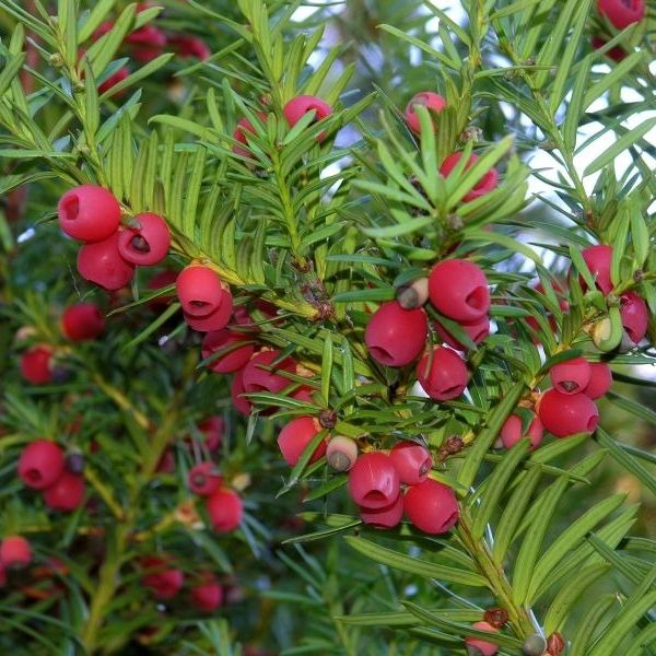 If commun (Taxus baccata) - 3kg
