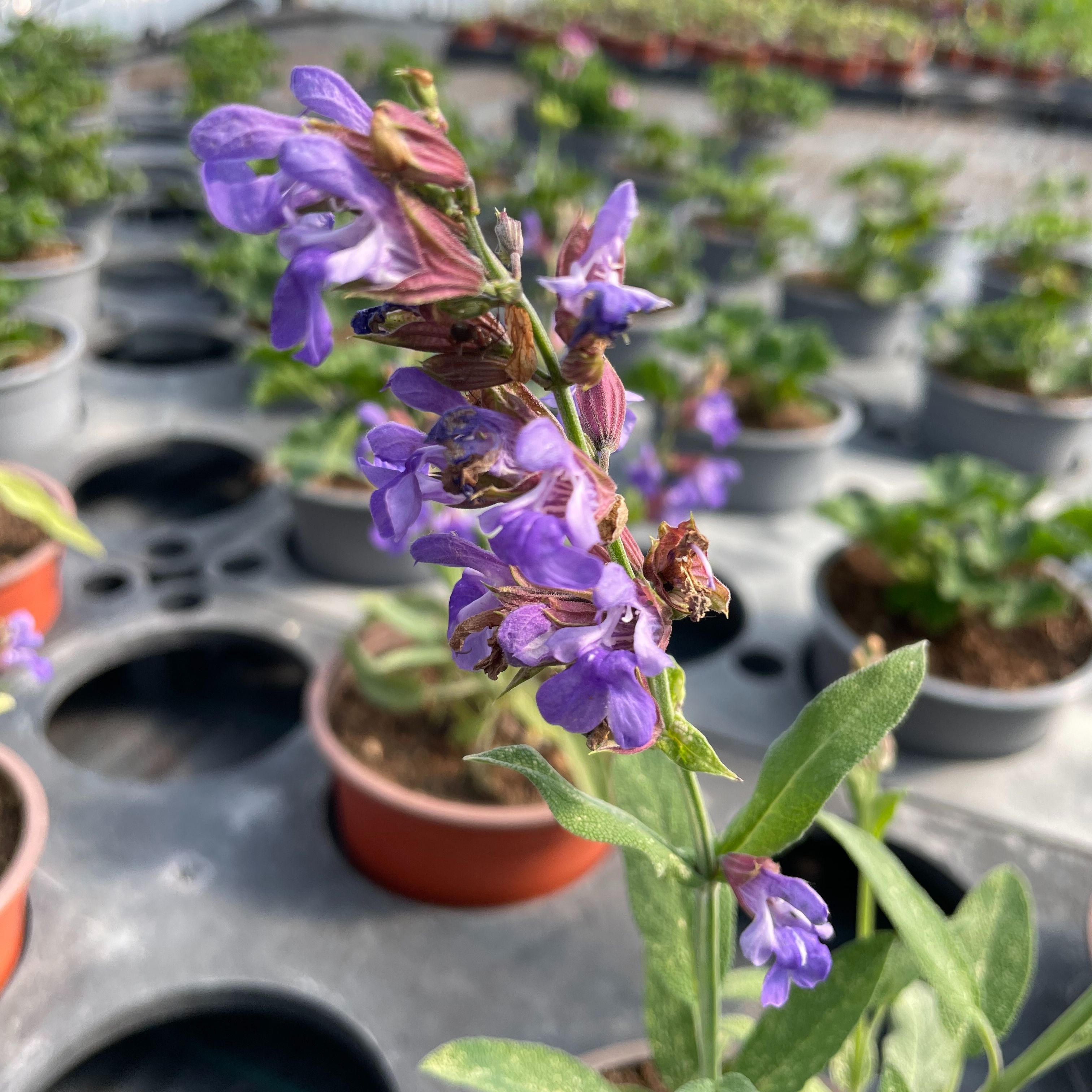 Salvia officinalis