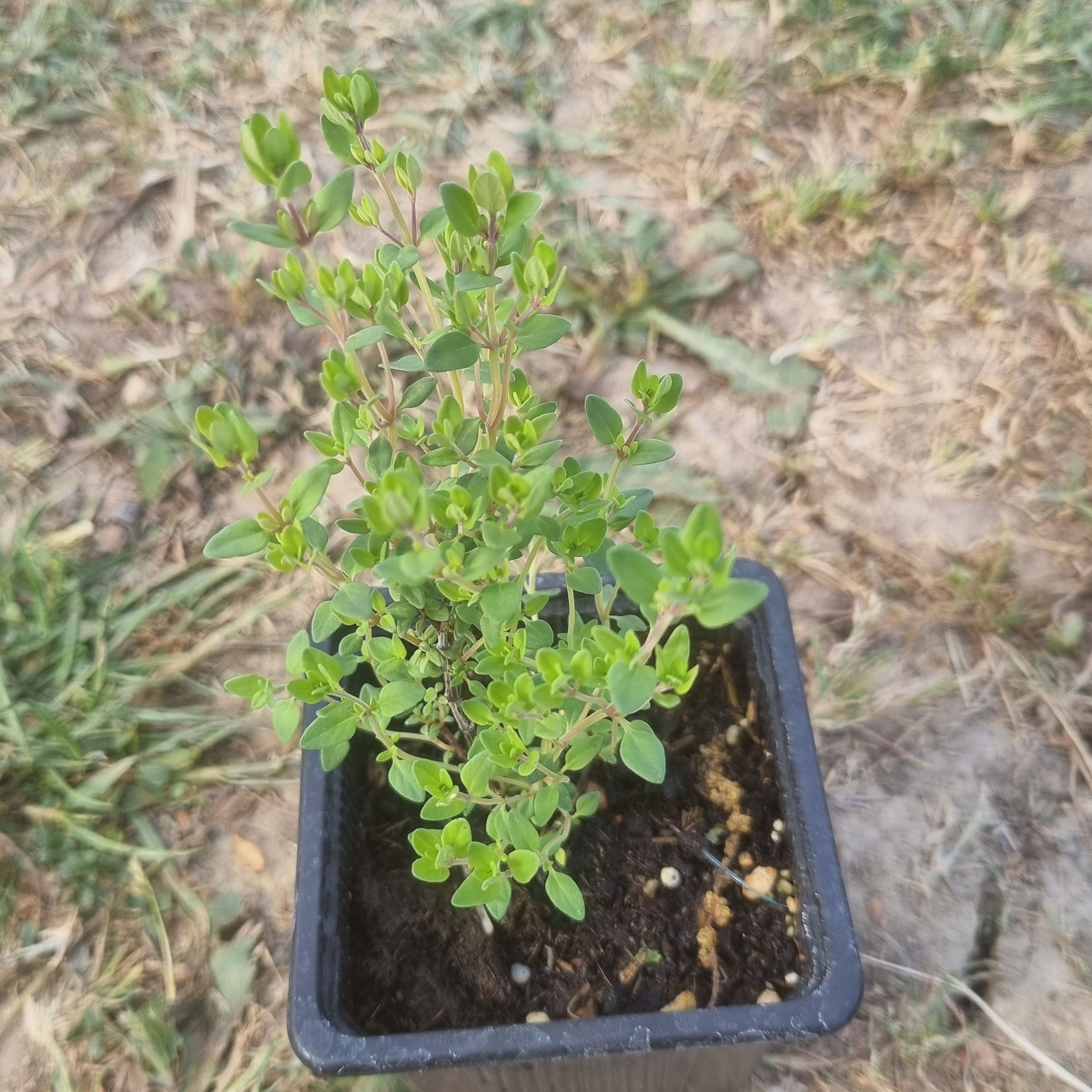 Thym citron