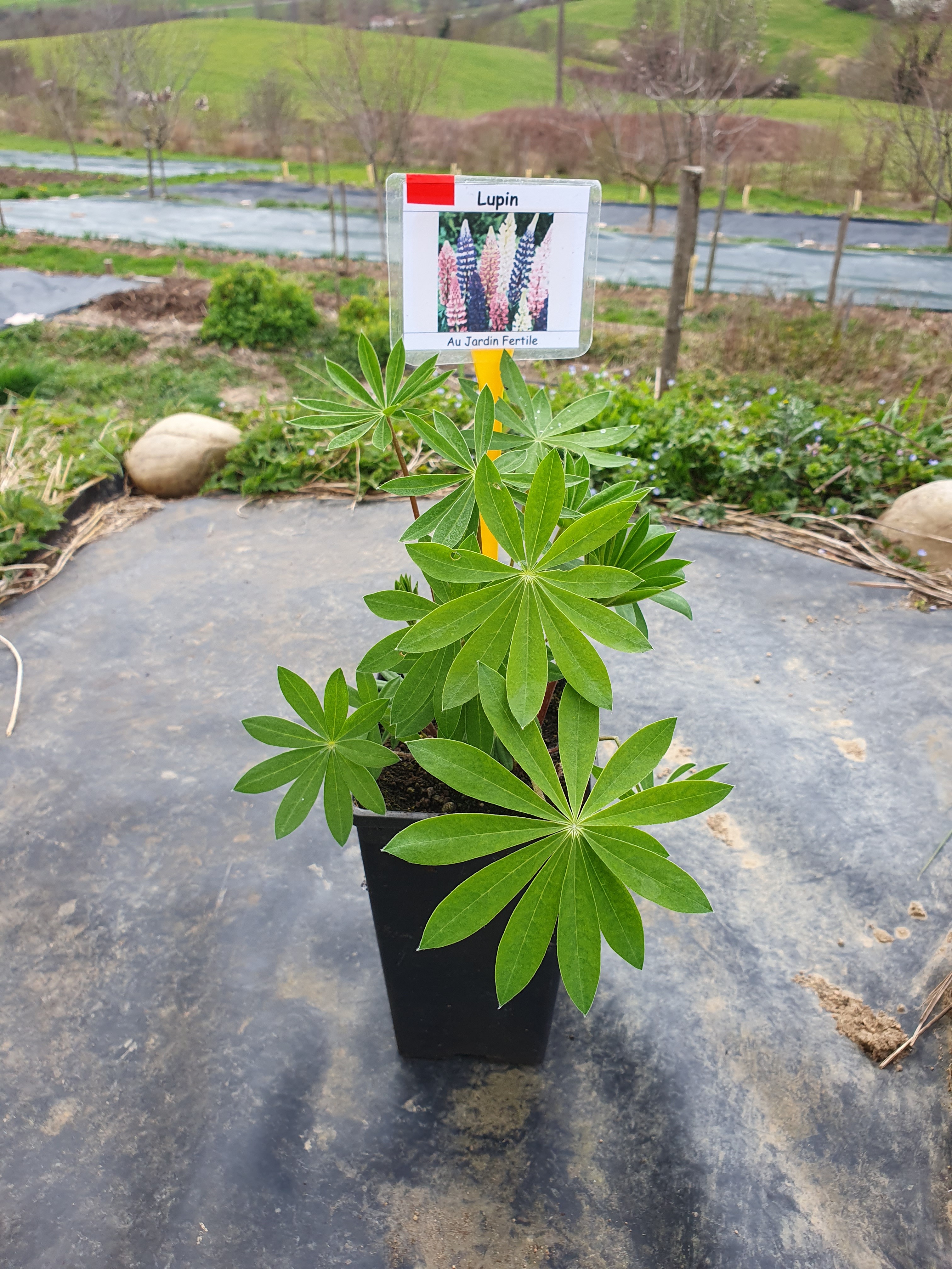Plant Lupin