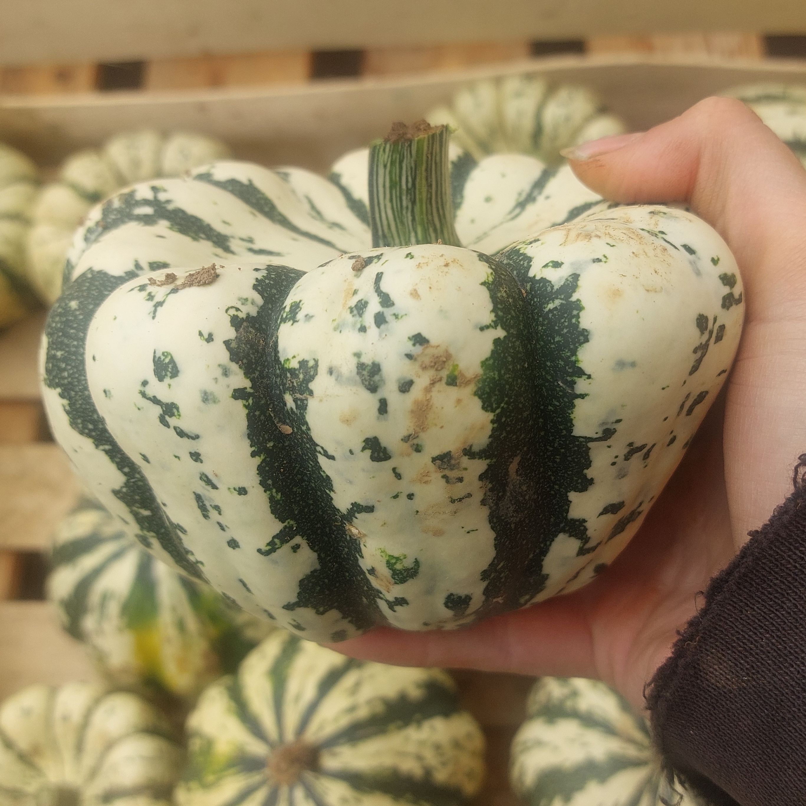 Courge Sweet dumpling
