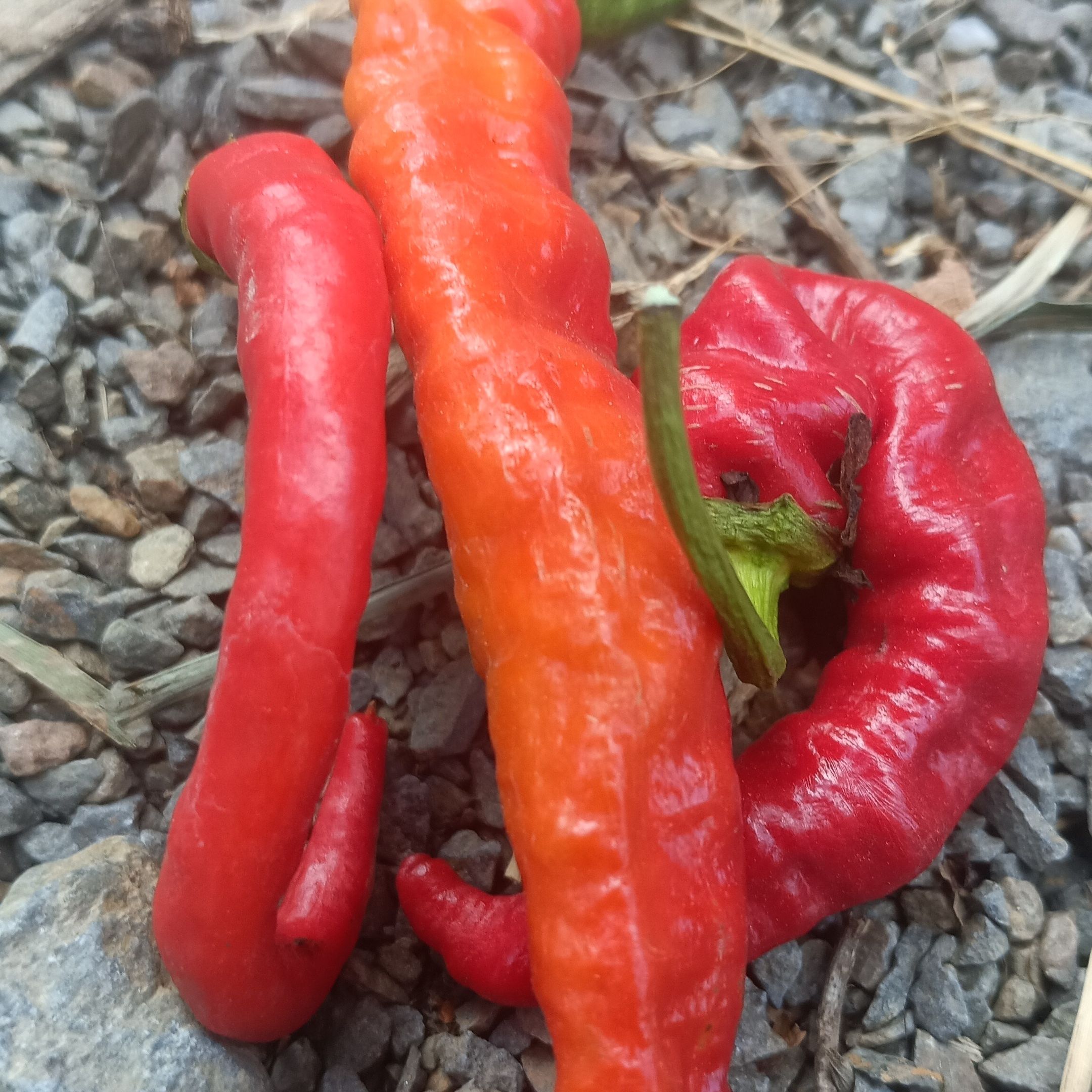 Piment de Cayenne