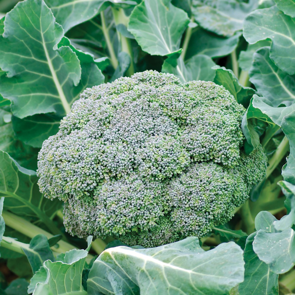 Brocoli - 500g