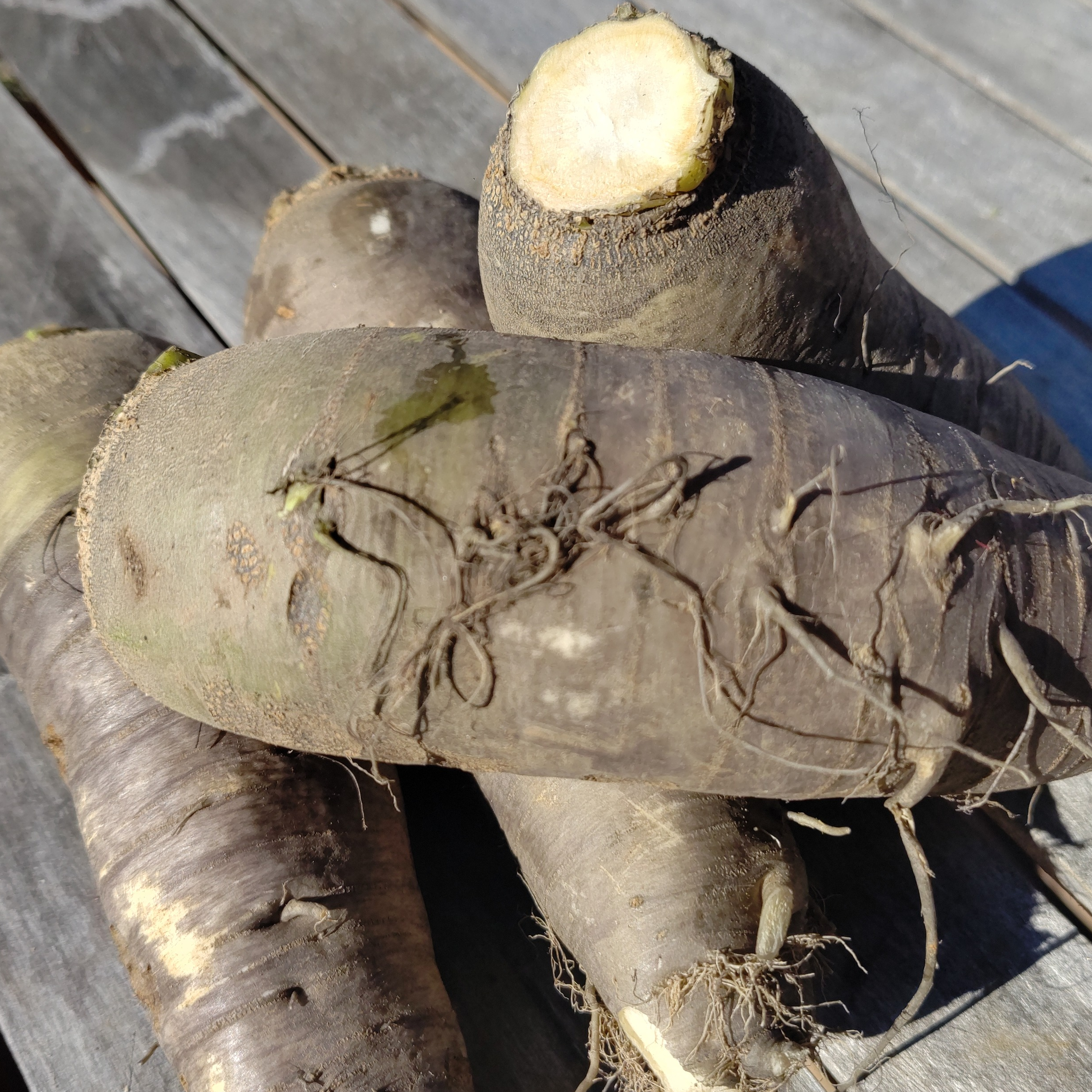 Navet noir dit "Pardeilhan"