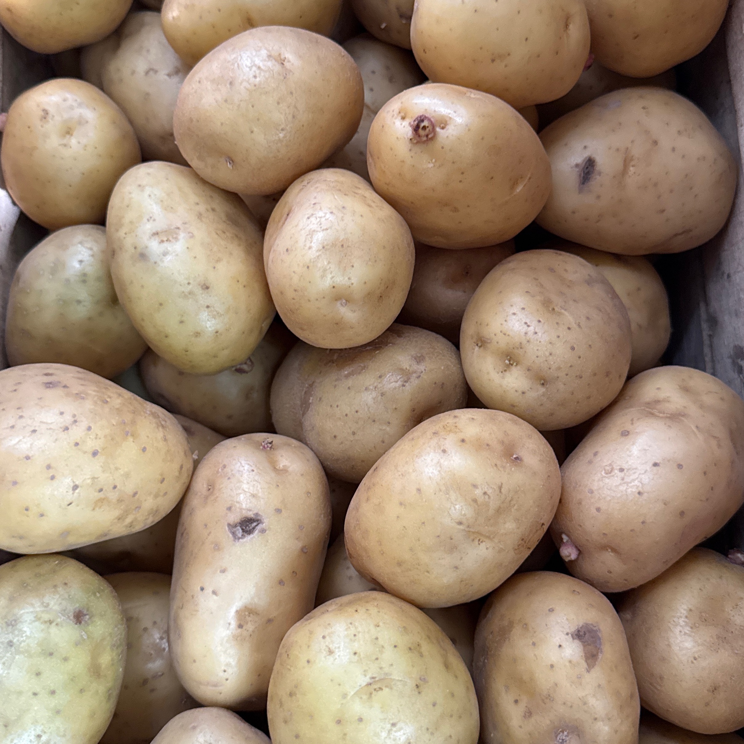 Pomme de terre tendre 10 kg - 10kg
