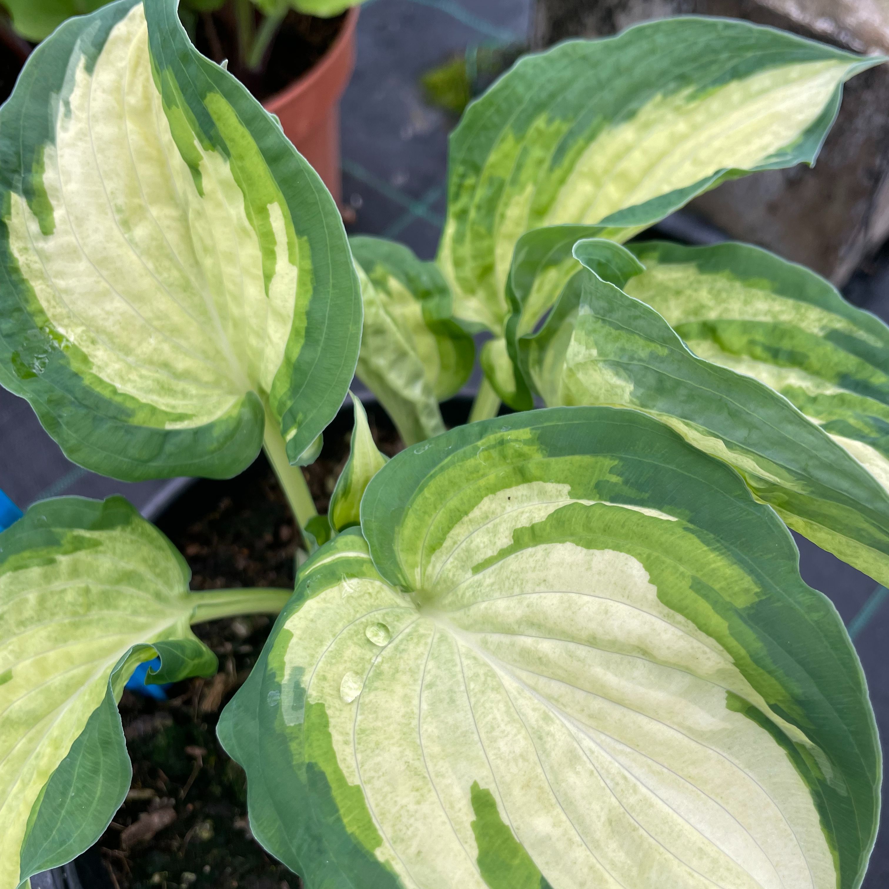 Hosta 'Ghost Spirit'