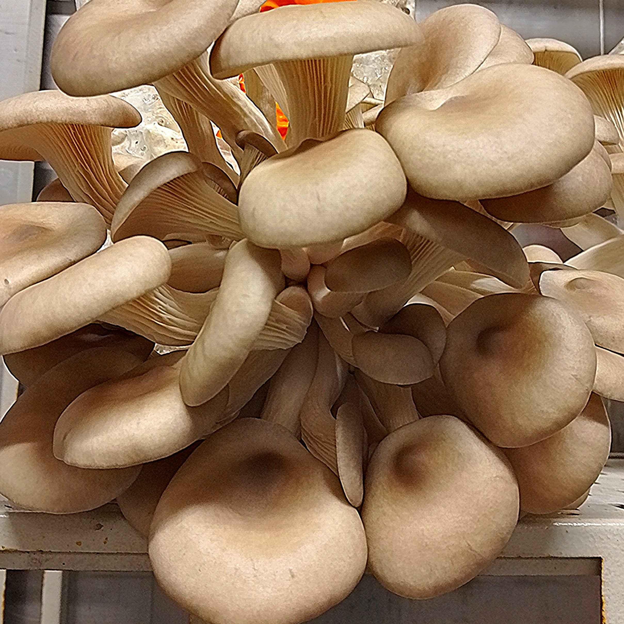 Pleurotes Pieds Coupés