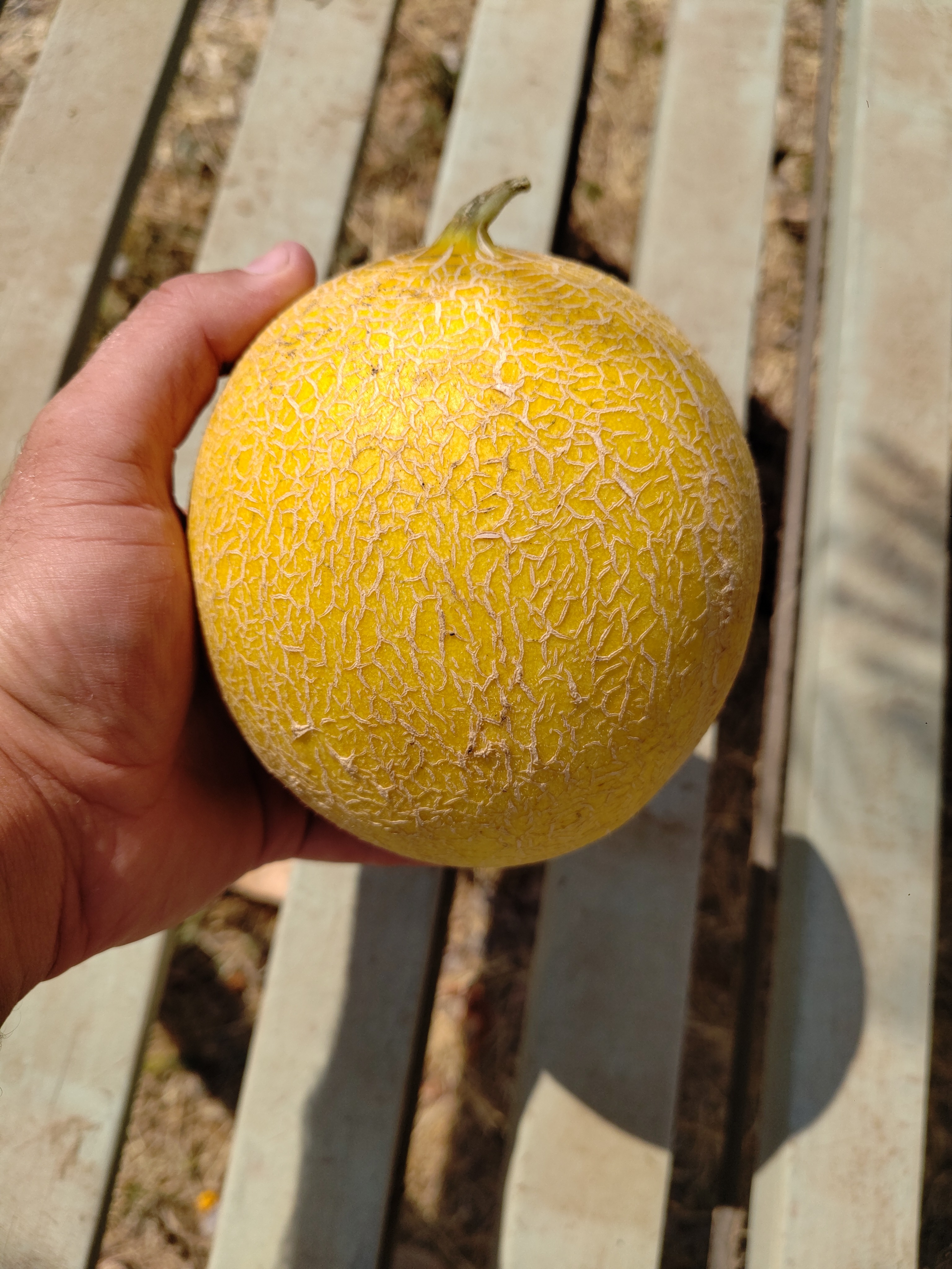 Melon Galia ( goût de miel , délicieux) au kilo