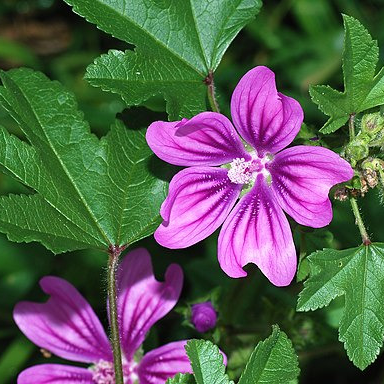 Mauve de Mauritanie - gdt 9