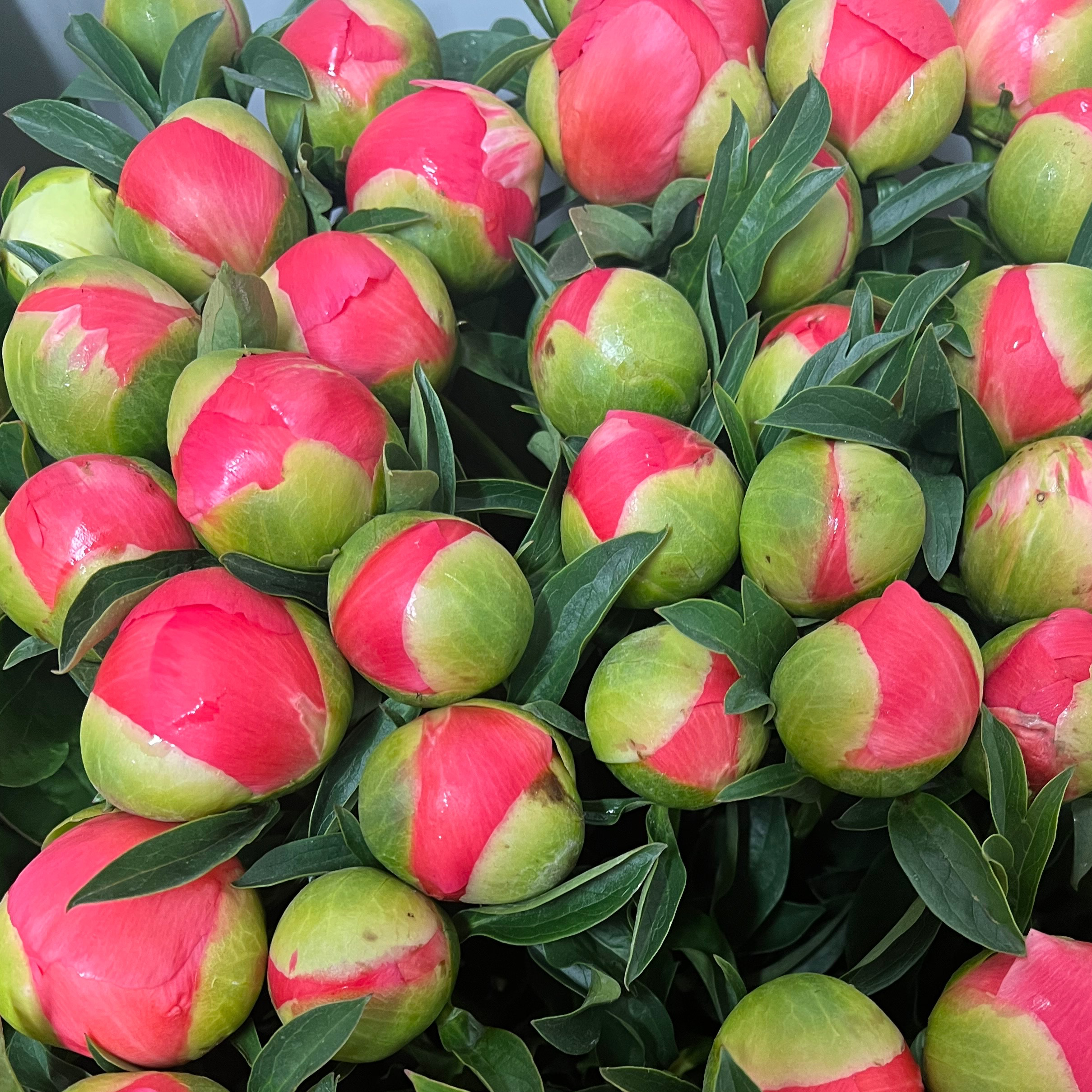 Pivoines bouquet 5 tiges