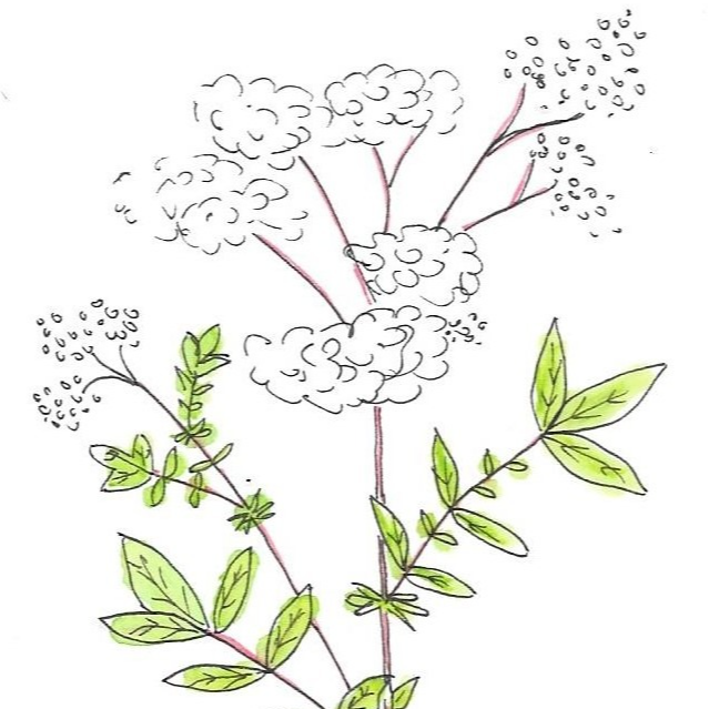 Reine des prés - 30ml