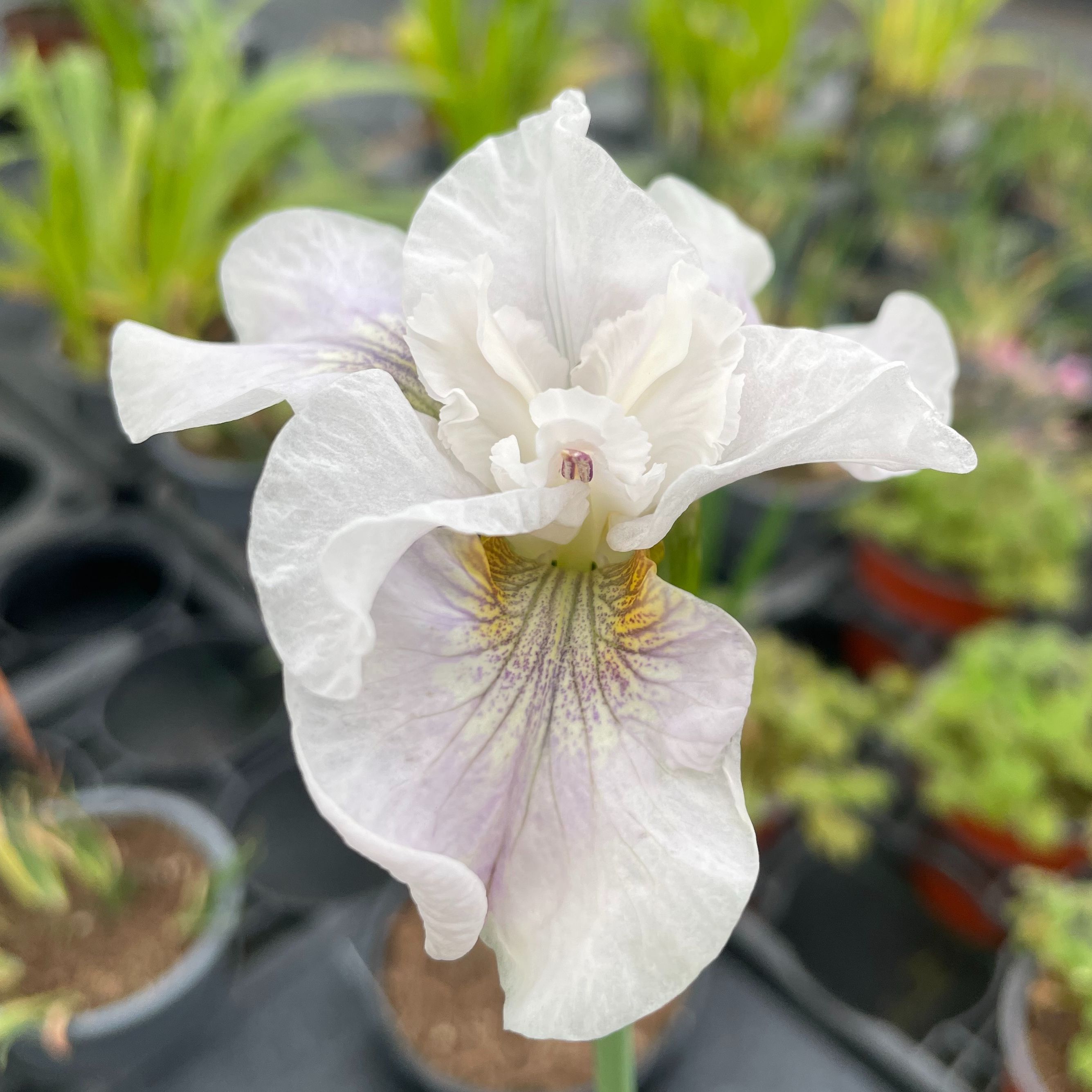 Iris sibirica 'Not Quite White'
