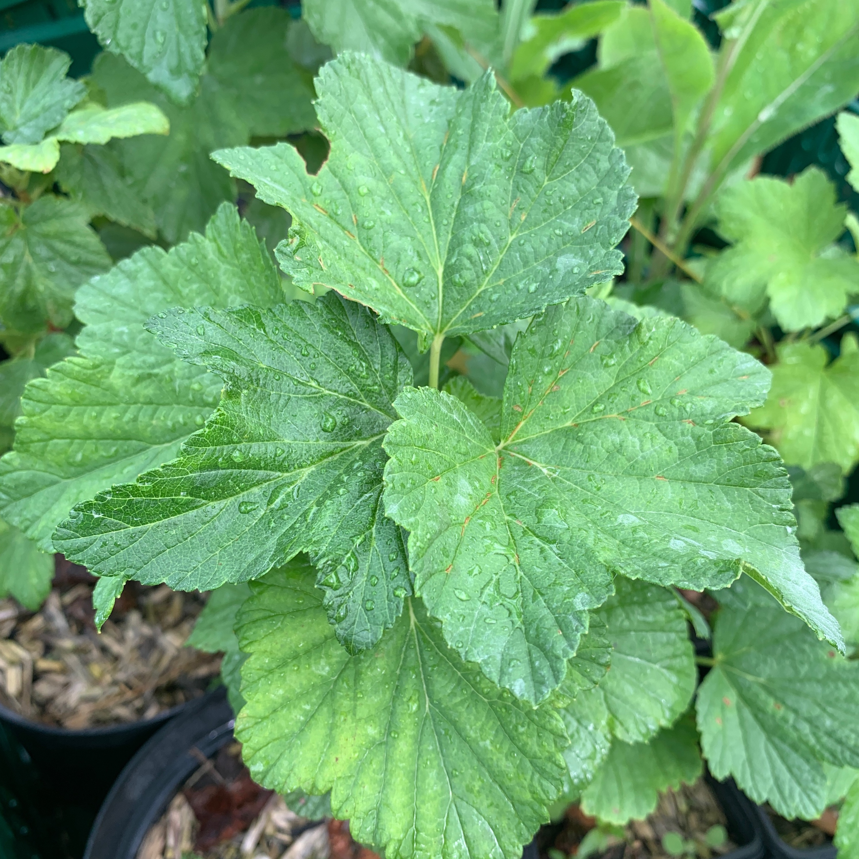Caseillier 'Josta' - gdt 9