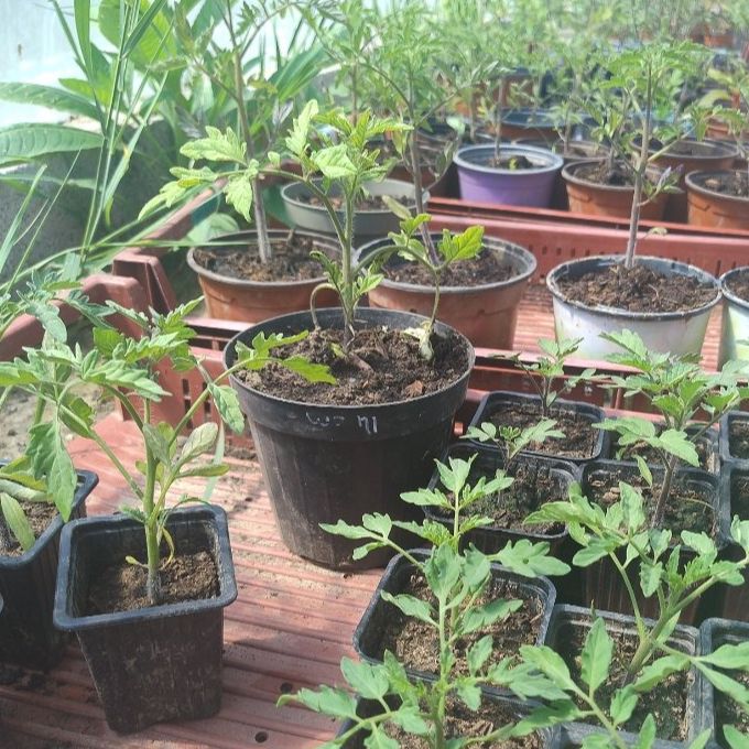 PLANT DE TOMATES COCKTAILS BIO