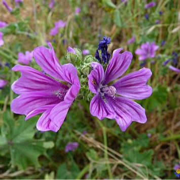 MAUVE