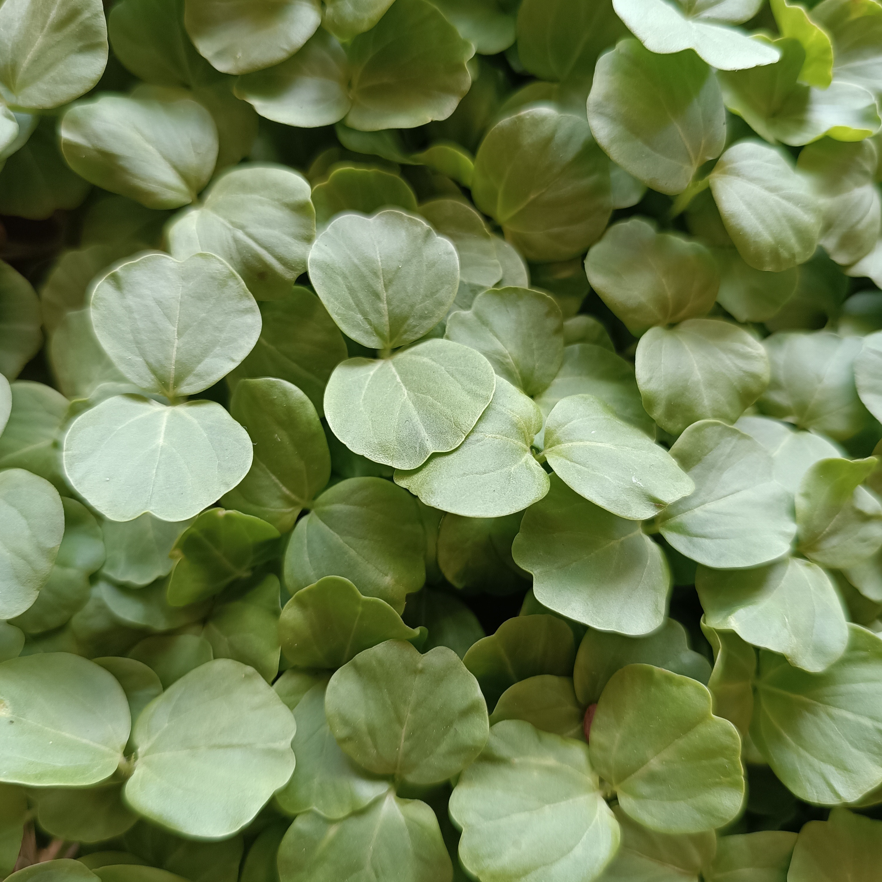 Microsgreens de Hibiscus bio