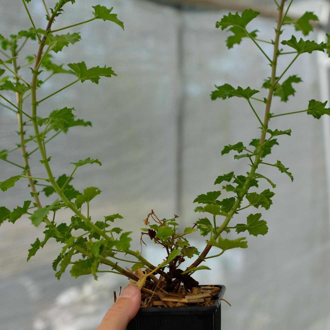 Géranium vanille