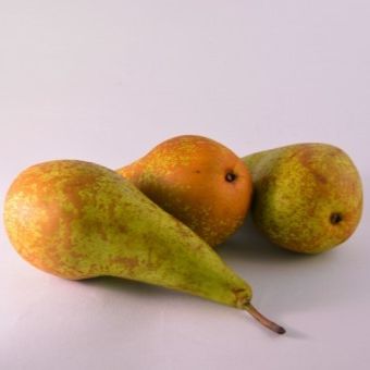 Poirier (Pyrus communis) 'Conférence'